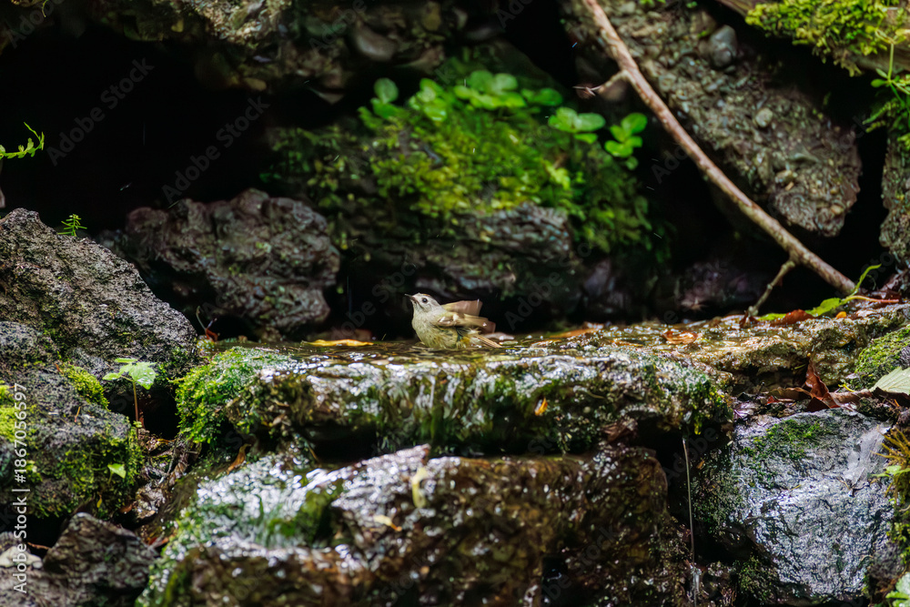 Obraz premium 水浴びするキクイタダキ, キクイタダキ科, Goldcrest, Regulus regulus, 日本最小の鳥、 山梨県富士吉田市大洞の水場-2025 山中湖の別荘地内にある水場。 崖から美しい清水が湧くポイントで、古くから登山者が水を飲んだり、野鳥が水浴びをしたりする。 