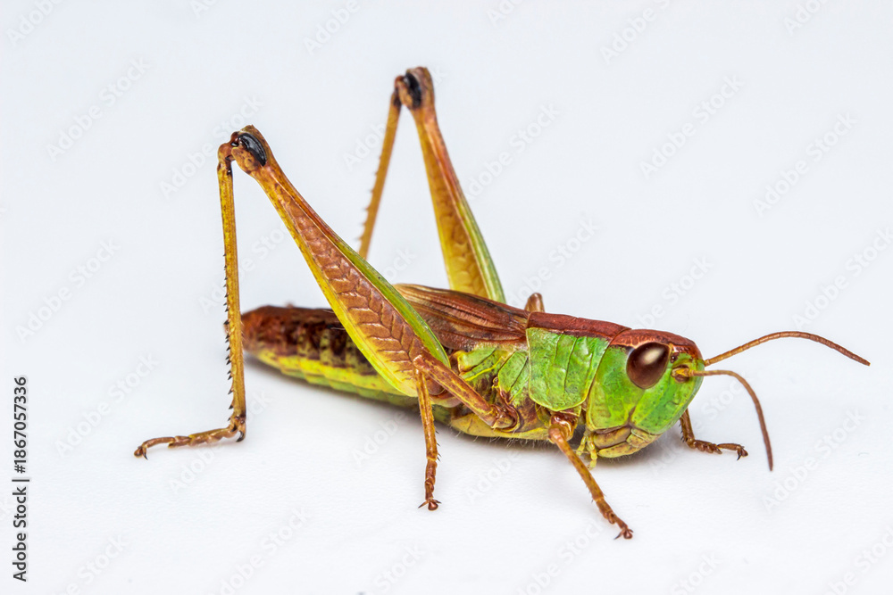 Fototapeta premium green grasshopper on a white background. extreme close-up. colorful macro photo of an insect.