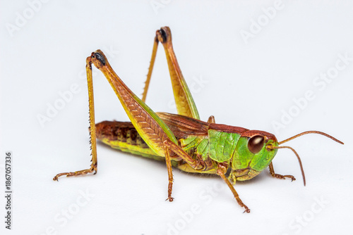 green grasshopper on a white background. extreme close-up. colorful macro photo of an insect.
