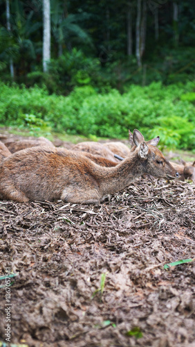 Wild deer lying alone on the forest ground with green rainforest background in Kalimantan.
