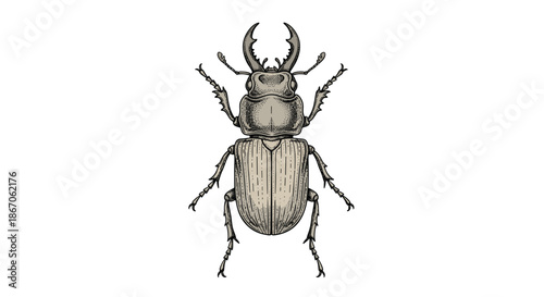 Detailed hand drawn illustration of a stag beetle with large mandibles in a vintage woodcut style isolated on a plain white background.