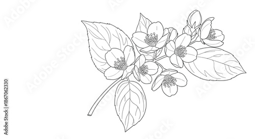 Botanical line art illustration of a branch with jasmine flowers and leaves in a detailed hand drawn style on a plain white background.