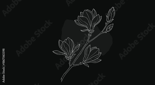 Elegant white line art illustration of a magnolia branch with blooms and buds on a dark gray background with a soft shape.