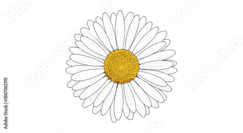 Detailed botanical illustration of a single daisy flower with multiple white petals and a textured bright yellow center on white background.