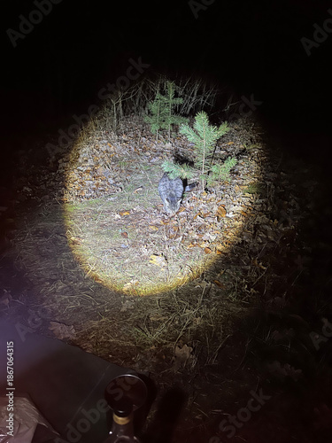 Curious cat pauses in a circle of light on the forest floor, surrounded by darkness and fallen leaves. The night scene feels intimate and mysterious, captured in a quiet moment of exploration