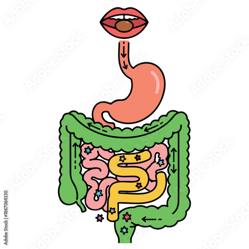 Illustration of the human digestive system with mouth, stomach, and intestines on a white background.