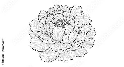 Intricate hand drawn sketch of a single peony flower in black and white showing layered delicate petals and fine detail.