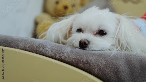 Sad Maltese Dog Lying on Bed Waiting. Lonely Pet Emotion, Melancholic Animal Portrait.