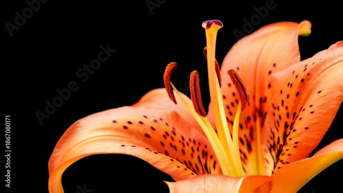 Orange Tiger Lily Dramatic Spotlight Closeup