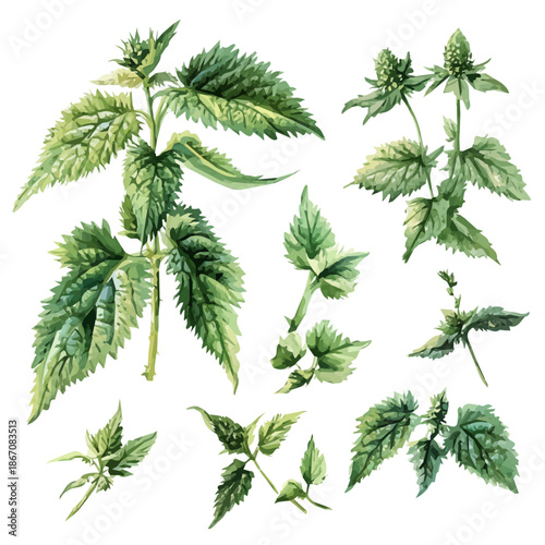 Minimal yet artistic elements for creative designs. hand-drawn paint, Simple Illustration, A beautiful painting of stinging nettle, EPS format, isolated on a white background