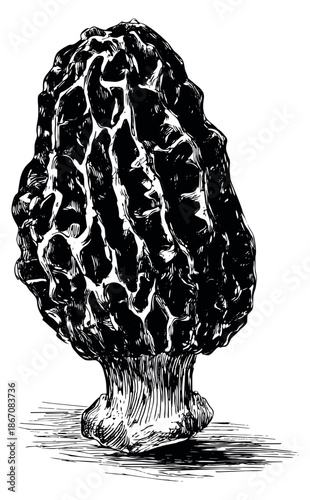 Hand drawn line art illustration of a morel mushroom depicting its distinctive textured cap for nature, food, or foraging themes