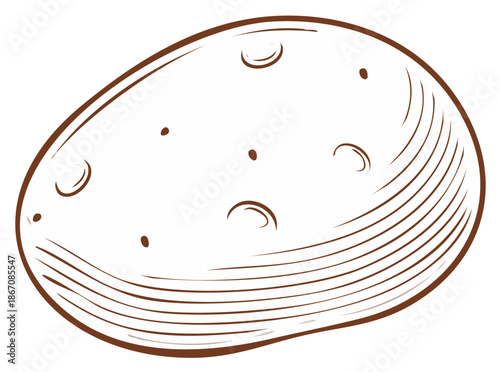 Outline drawing of potato, vector illustration, sketch design, food ingredient.