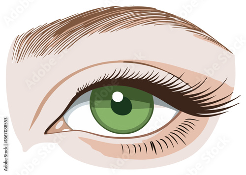Detailed vector illustration of a human eye featuring a vibrant green iris and long dark eyelashes