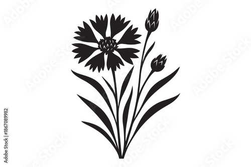 vector illustration of a Cornflower