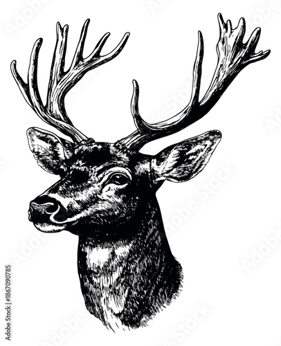 Hand drawn line art illustration of a deer head depicting majestic wildlife for nature themed designs