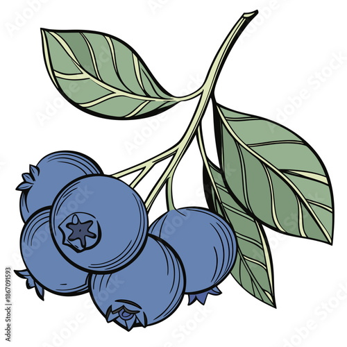 Fresh Ripe Blueberries Vector Illustration