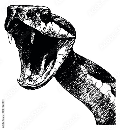 Hand drawn illustration of a viper depicting an open mouth with fangs for wildlife concepts
