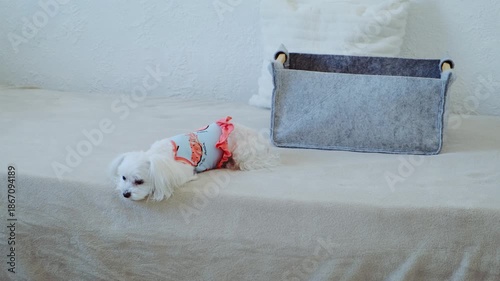 Small Dog in Dress Lying Sadly on Bed. Melancholic Pet Fashion, Emotional Animal Portrait.