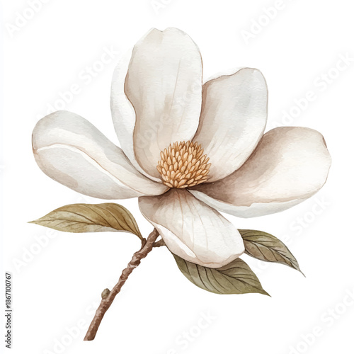 Watercolor illustration of a single white magnolia flower with green leaves.