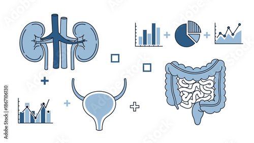 Medical Infographic Illustrating Human Digestive and Urinary Systems with Statistical Data