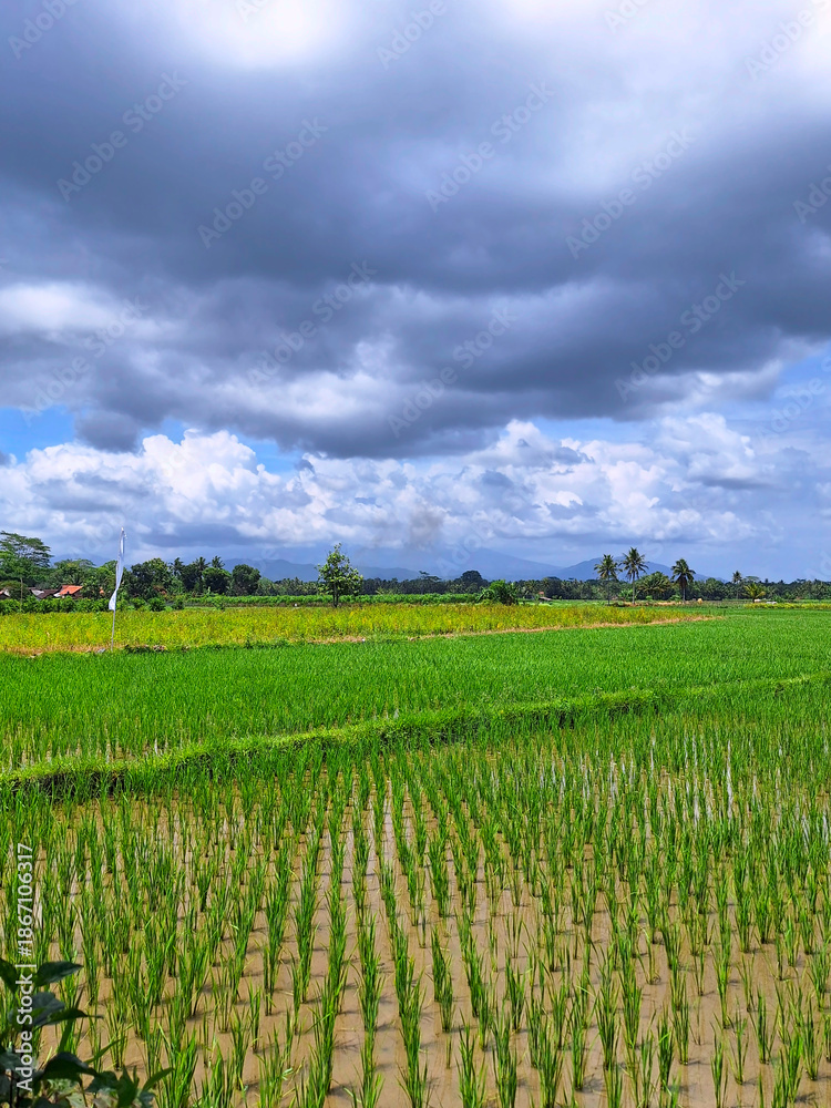 Obraz premium Rice paddies stretching across the land under moody storm clouds