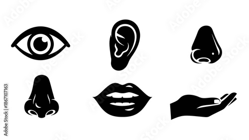 Vector illustration set of primary human senses and body parts in silhouette style for education and design