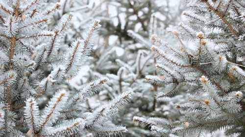 Close-up of snow falling on pine branches in winter