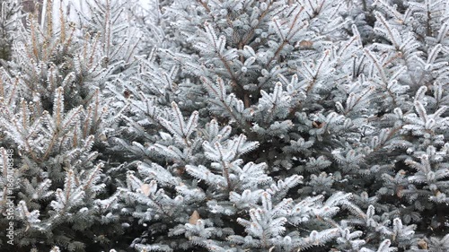 Close-up of snow falling on pine branches in winter