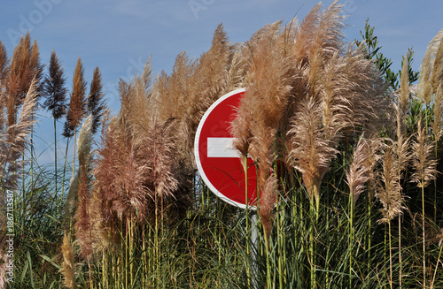 No direction road sign hidden by vegetation, feathers are in front of the sign