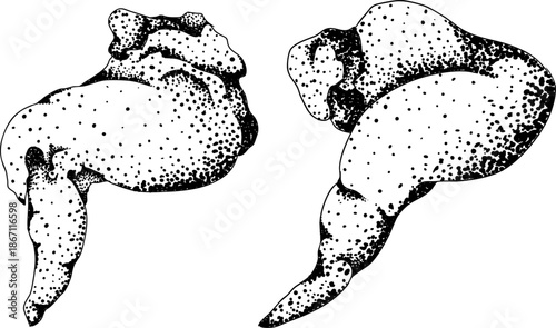 Engraving vector illustrations of various raw meat cuts, with detailed textures in realistic style