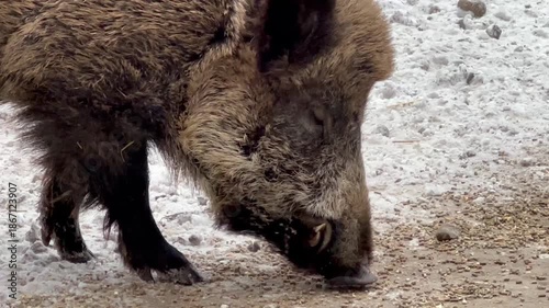 Wild Boar Eats Grain From the Ground