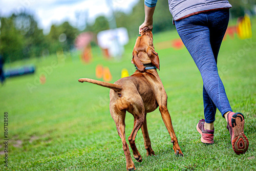 Obraz na plátně Dog training session in progress with handler rewarding obedient dog on grassy f