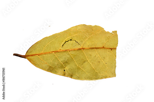 dry bay laurel is the fragrant, dried leaf of the Laurus nobilis tree, a common herb used to add subtle, aromatic flavor to slow-cooked dishes like soups, stews, sauces, and marinades