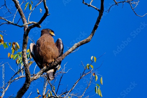 Crested serpent-eagle perched on a branch sunbathing against a clear blue sky at Kaeng Krachan National Park Thailand
