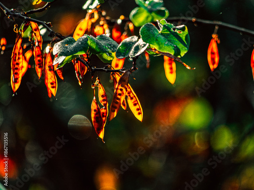 Sunlight through translucent autumn leaves and glowing orange seed pods. Tiny nature's miracle.