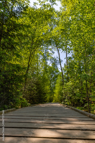 Forest path in Schwenninger Moos