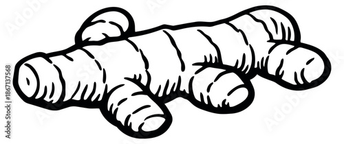 Hand drawn illustration of ginger root depicting a raw spice for cooking and health