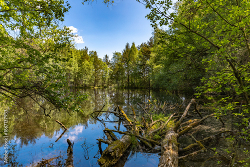 Mirror image in the Schwenninger Moos