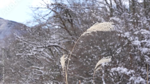Japanese silver grass swaying in the cold winter wind