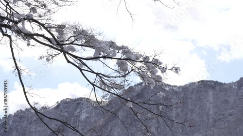 Beautiful winter sky and tree silhouettes covered with fresh white snow