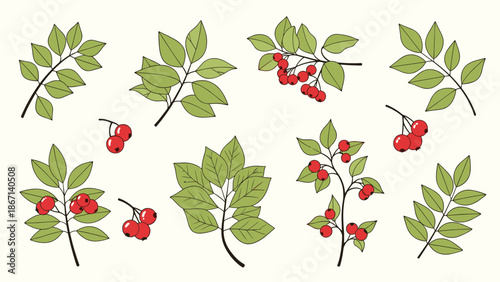 Collection of various green leafy branches with small red berries arranged as decorative botanical design elements on a cream base.