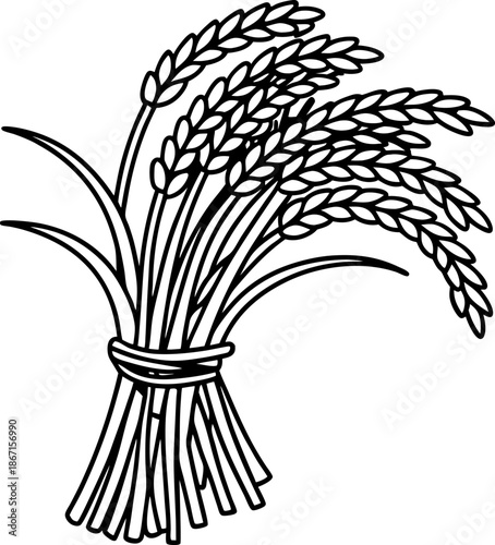 bunch of ripe rice stalks tied together with string, agricultural grain harvest