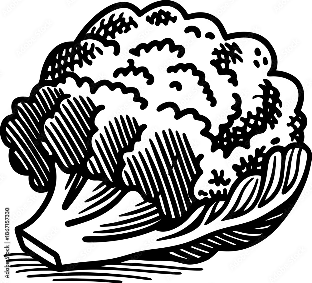 Fototapeta premium Cauliflower vegetable illustration fresh cauliflower head with textured florets and stem drawing