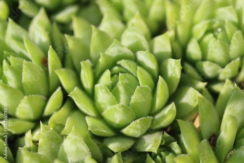 Jovibarba sobolifera rojownik pospolity rojniczek samoroda