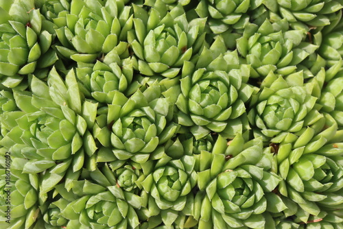 Jovibarba sobolifera rojownik pospolity rojniczek samoroda