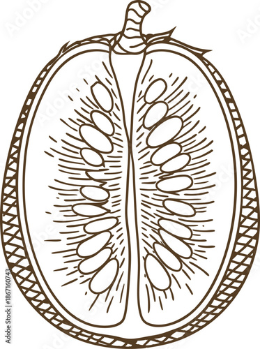 Hand drawn melon slice with seeds and textured rind in vintage illustration