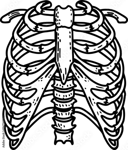 Human rib cage illustration with sternum and vertebrae skeletal anatomy diagram
