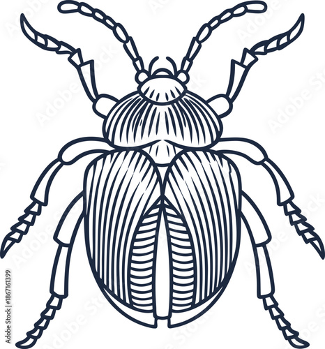 Detailed line art illustration of a beetle with segmented antennae and textured exoskeleton