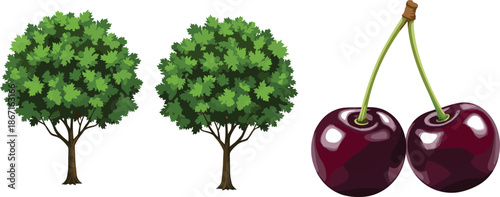 Illustration of leafy green trees and ripe cherries with stems, ideal for botanical, seasonal, and agricultural design themes.