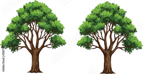 Pair of leafy tree illustrations with broad green canopies and brown trunks, ideal for nature, education, and landscape design.
